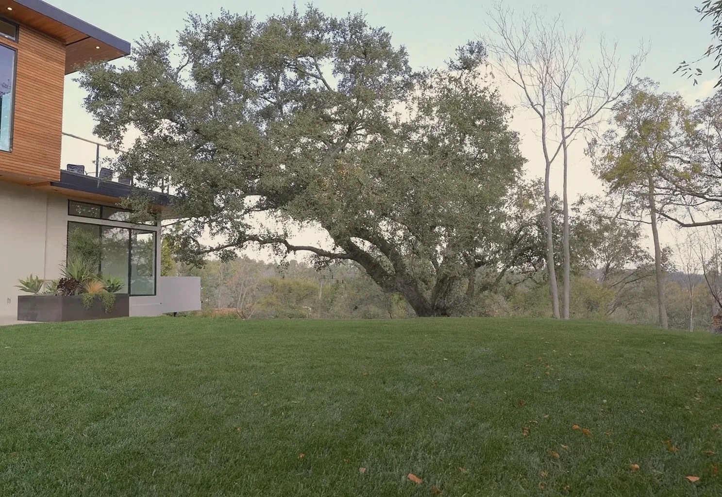 Before: Exterior remodel in Allandale, Austin, TX with an open back lawn under a live oak